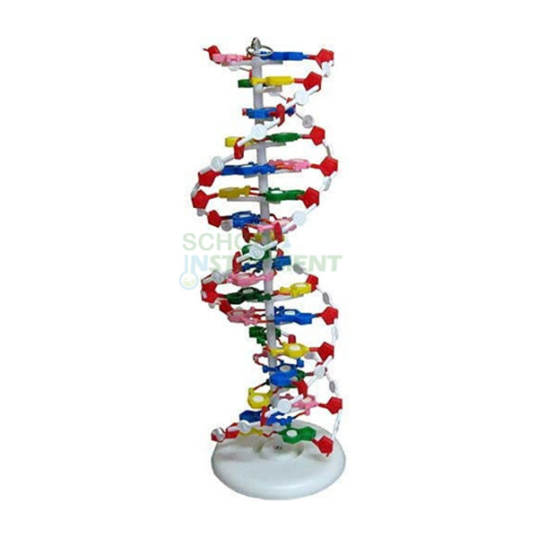 DNA Structure Model, Plastic Assembly Kit